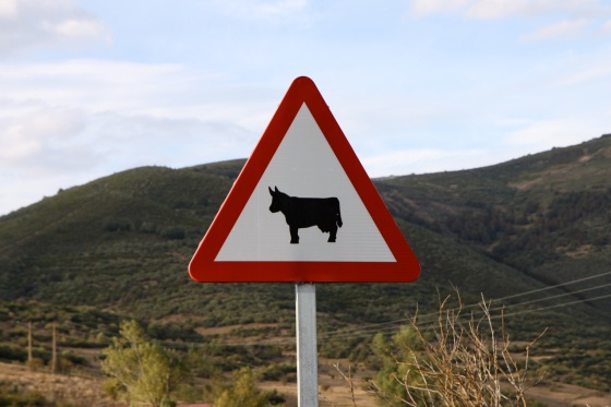 Cow sign 