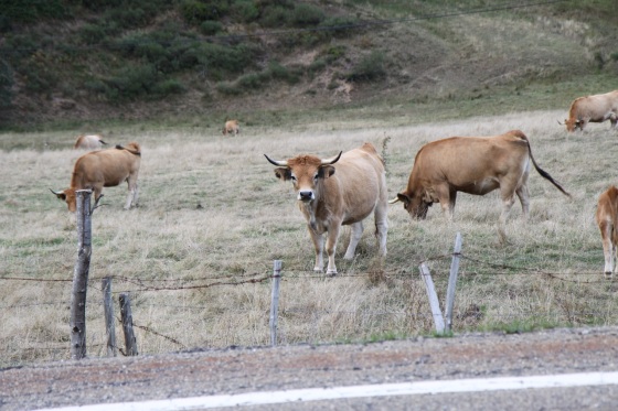 cows with horns